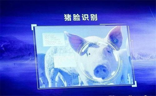 從馬云到劉強(qiáng)東 互聯(lián)網(wǎng)巨頭為何紛紛跨界“養(yǎng)豬”？